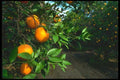 091008 An Orange Grove, Phoenix, Arizona A4 Photo Print