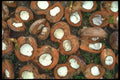 091009 Coconuts Drying For Copra, Yasawa Islands, Fiji A4 Photo Print