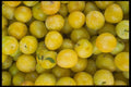 091011 Shiro Plums A4 Photo Print