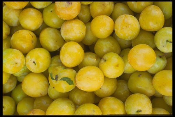 091011 Shiro Plums A4 Photo Print