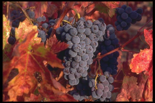 091012 Zinfandel Grapes, Napa County, California A4 Photo Print