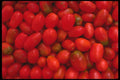 091014 Tomatoes A4 Photo Print