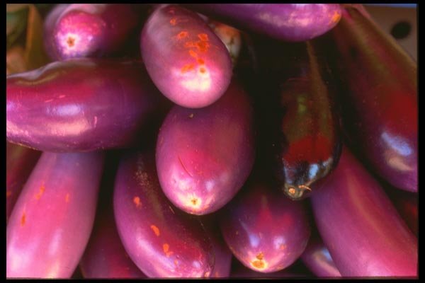 091016 Japanese Eggplant A4 Photo Print