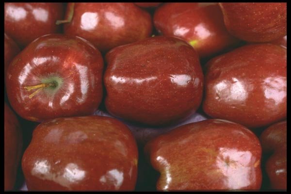 091019 Delicious Apples A4 Photo Print