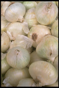 091020 White Onions A4 Photo Print