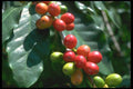091021 Coffee Beans, Hawaii, USA A4 Photo Print