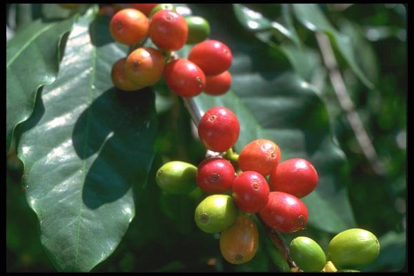 091021 Coffee Beans, Hawaii, USA A4 Photo Print