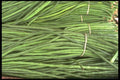 091022 Chinese Green Beans A4 Photo Print