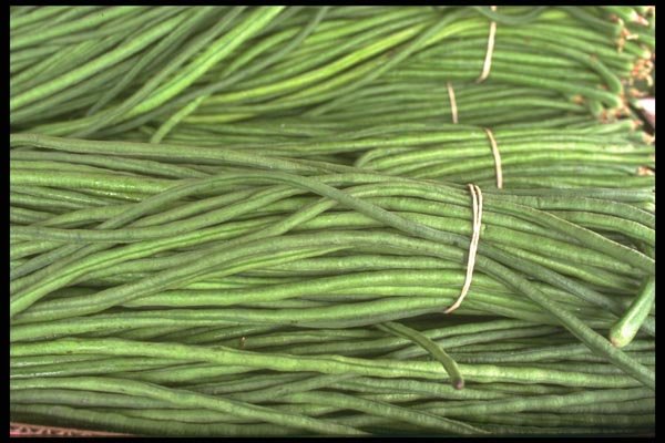 091022 Chinese Green Beans A4 Photo Print