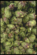 091023 Baby Artichoke Hearts A4 Photo Print