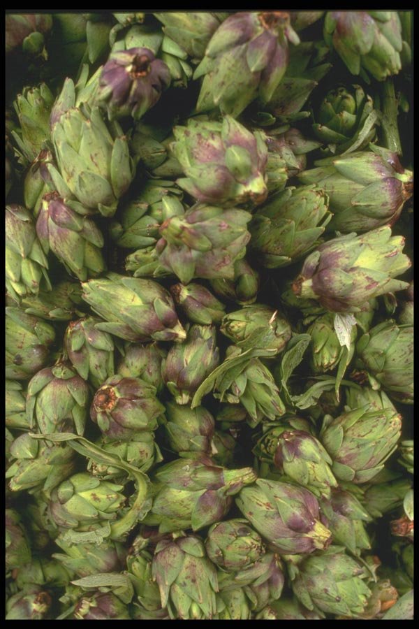 091023 Baby Artichoke Hearts A4 Photo Print