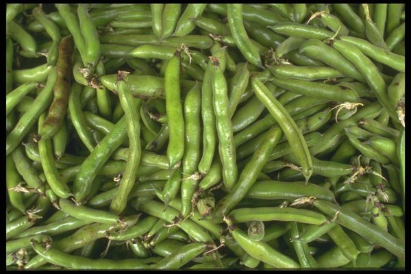 091024 Fava Beans A4 Photo Print