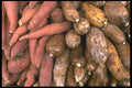 091026 Yams And Lotus Root A4 Photo Print