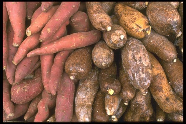 091026 Yams And Lotus Root A4 Photo Print