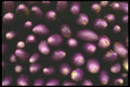091028 Japanese Eggplant A4 Photo Print