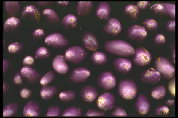 091028 Japanese Eggplant A4 Photo Print