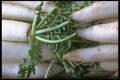 091029 Daikon Radishes A4 Photo Print