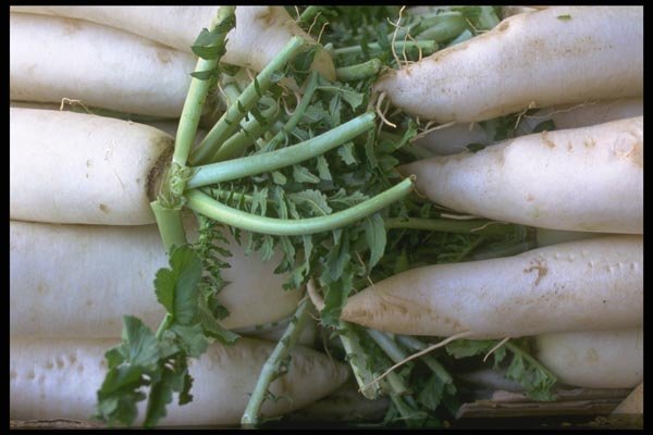 091029 Daikon Radishes A4 Photo Print