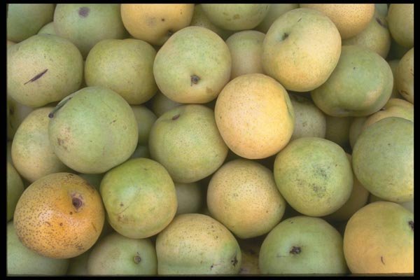 091030 Asian Pears A4 Photo Print