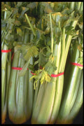 091032 Celery A4 Photo Print