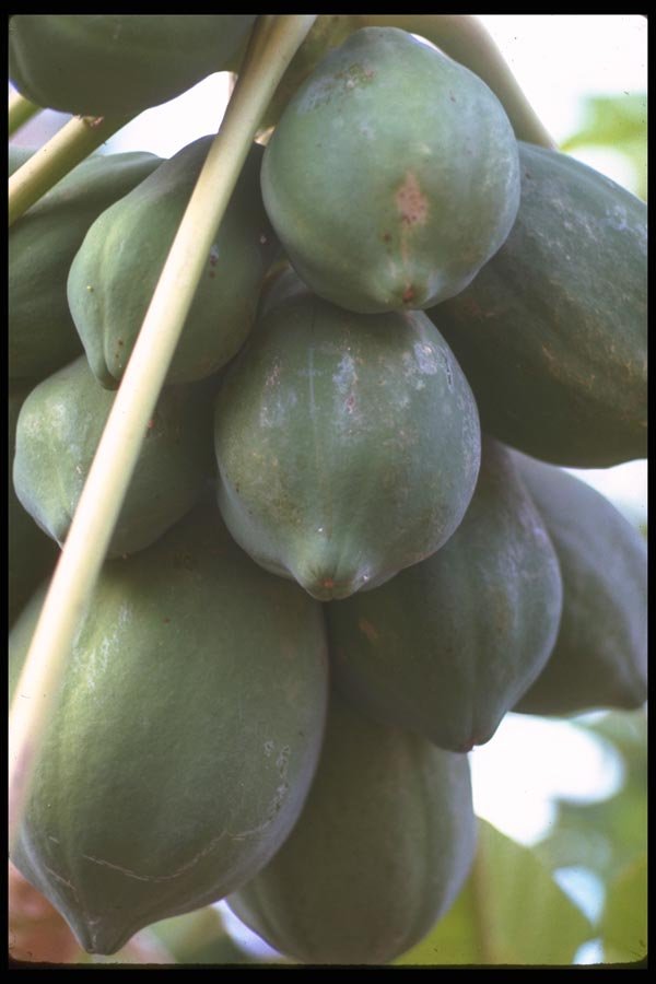 091033 Papayas, Sinaloa, Mexico A4 Photo Print