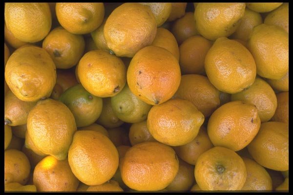 091034 Lemons A4 Photo Print