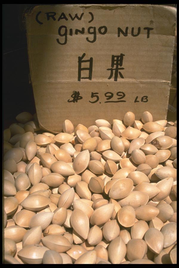 091035 Ginkgo Nuts A4 Photo Print