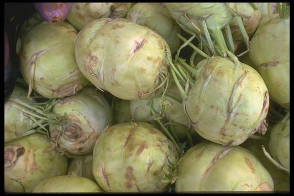 091036 Kohlrabi A4 Photo Print