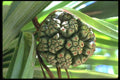 091040 Kiribati, Tarawa, Pandanus Fruit (Screw Pine) A4 Photo Print