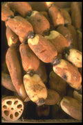 091041 Lotus Root A4 Photo Print
