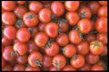 091042 Cherry Tomatoes A4 Photo Print