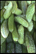 091043 Bitter Melon A4 Photo Print