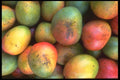 091044 Mangos A4 Photo Print