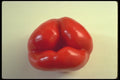 091045 Red Bell Pepper A4 Photo Print