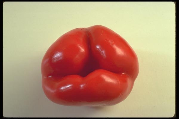 091045 Red Bell Pepper A4 Photo Print