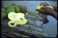 091046 Woman Preparing Breadfruit, Kiribati, North Tarawa A4 Photo Print