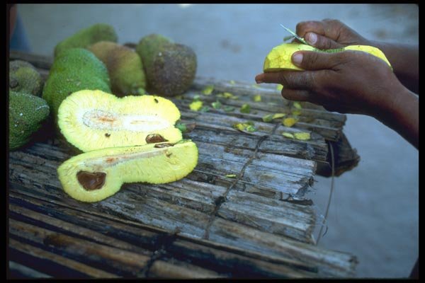 091046 Woman Preparing Breadfruit, Kiribati, North Tarawa A4 Photo Print