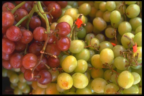 091047 Grapes A4 Photo Print
