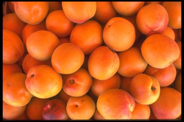 091048 Apricots A4 Photo Print