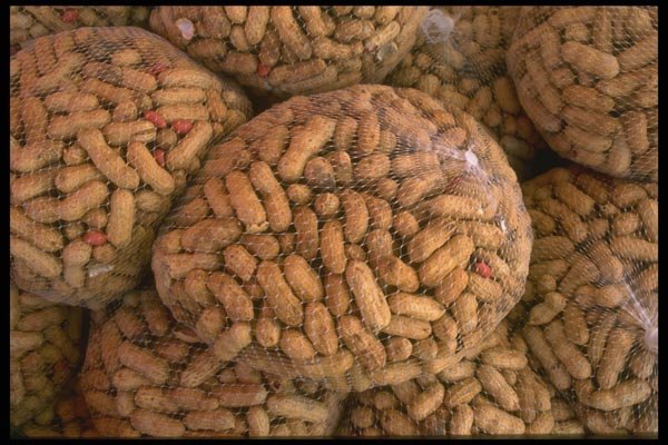 091052 Peanuts A4 Photo Print