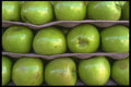 091054 Granny Smith Apples A4 Photo Print