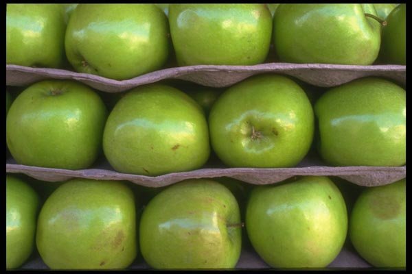 091054 Granny Smith Apples A4 Photo Print