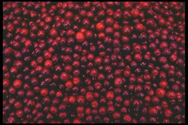 091056 Cranberries A4 Photo Print