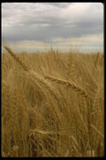 091058 Wheat, Southeast Washington, USA A4 Photo Print