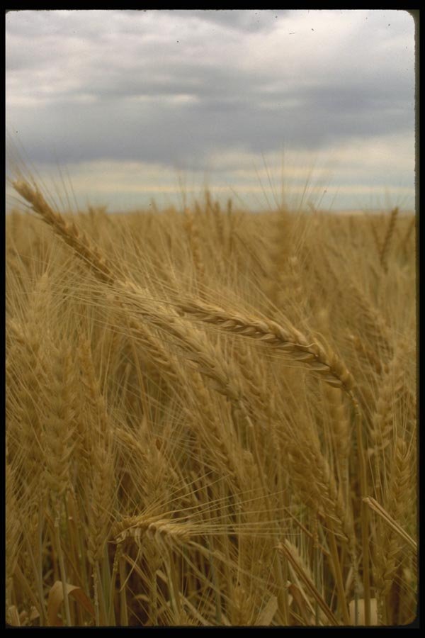 091058 Wheat, Southeast Washington, USA A4 Photo Print