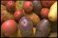 091060 Members Of The Potato Family A4 Photo Print