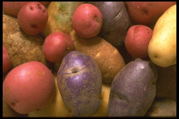 091060 Members Of The Potato Family A4 Photo Print