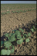 091061 Sugar Beet Sprouts, Central Valley, California A4 Photo Print