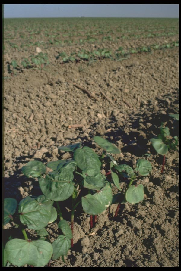 091061 Sugar Beet Sprouts, Central Valley, California A4 Photo Print