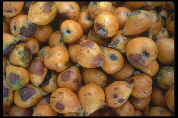091065 Loquats A4 Photo Print